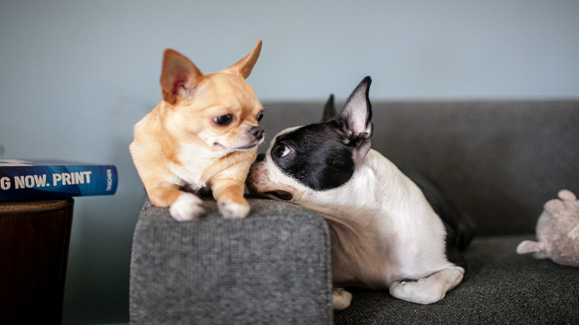 Mascotas y alarmas: cómo evitar saltos innecesarios